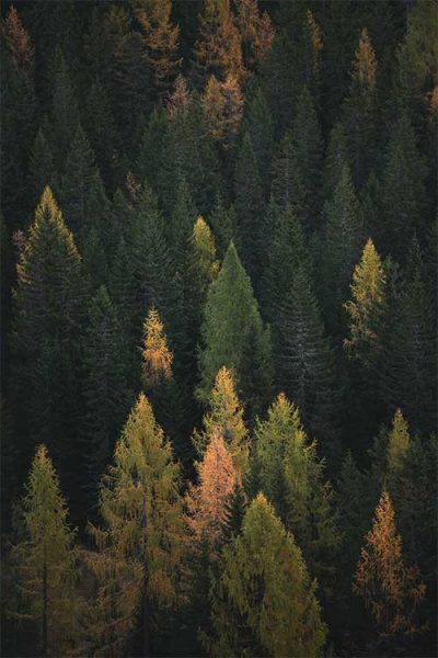 bosque-regenerar-fsc-cultivo-responsable-medio-ambiente